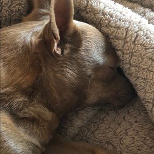 Meet your Posher, Lindsey